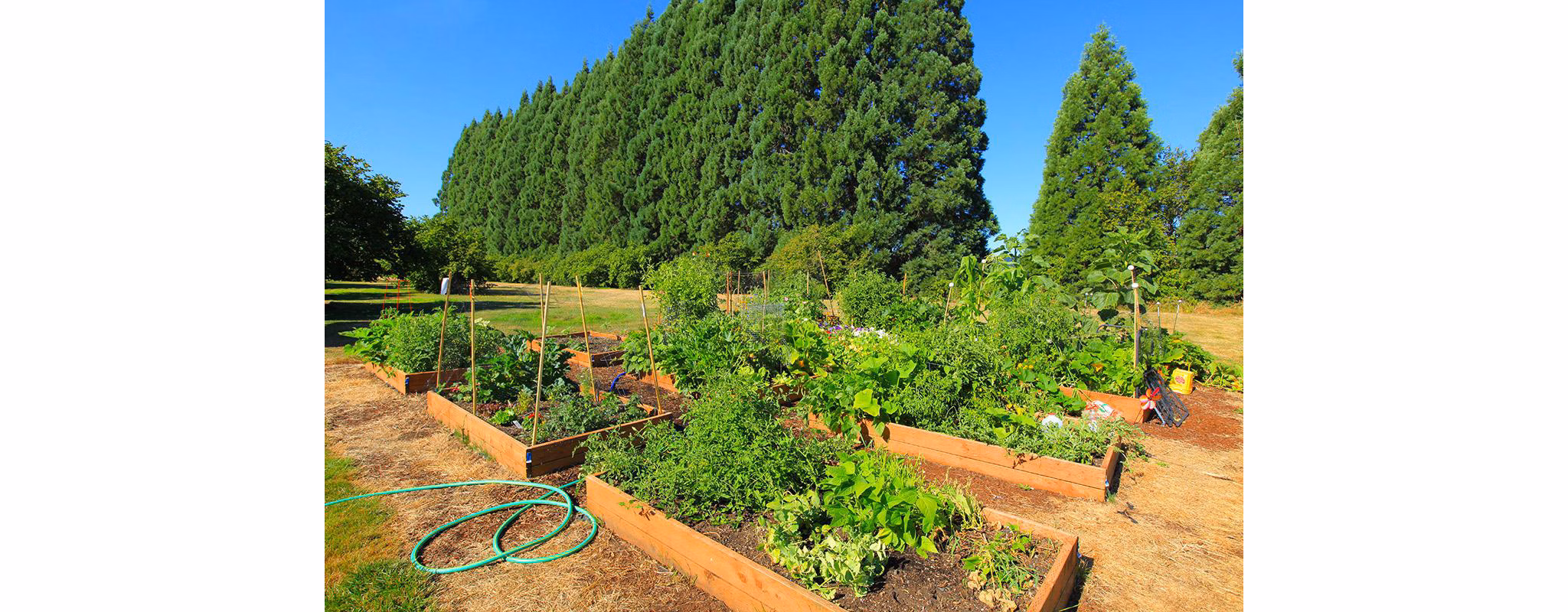 Garden area featuring lush landscaping and cozy seating at Redwood Park Apartments