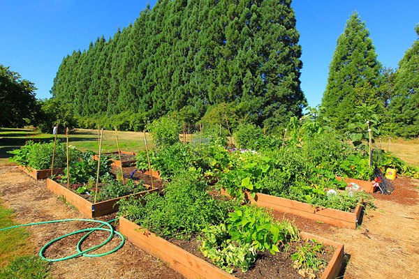 Garden area featuring lush landscaping and cozy seating at Redwood Park Apartments