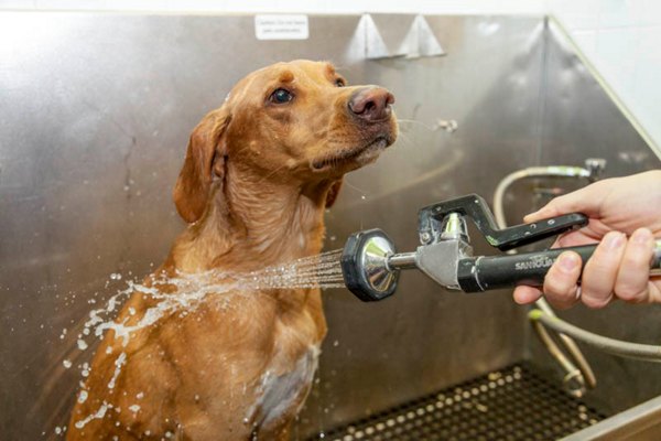 dog wash station at Outlook Golden Ridge Apartments
