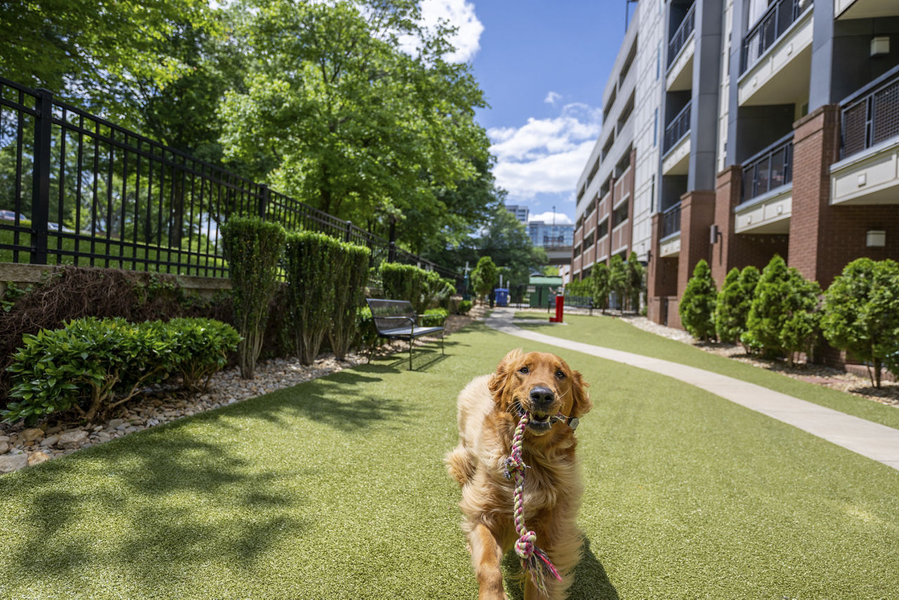 Dog park at Ellison On Broad Apartments