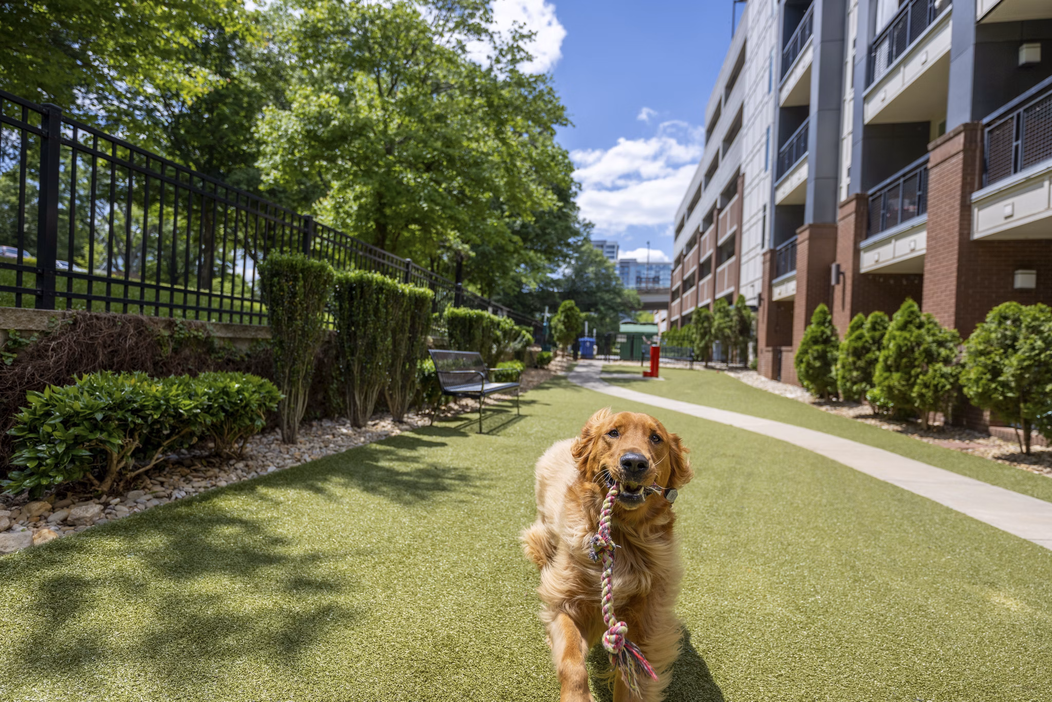 dog park at Ellison on Broad Apartments 