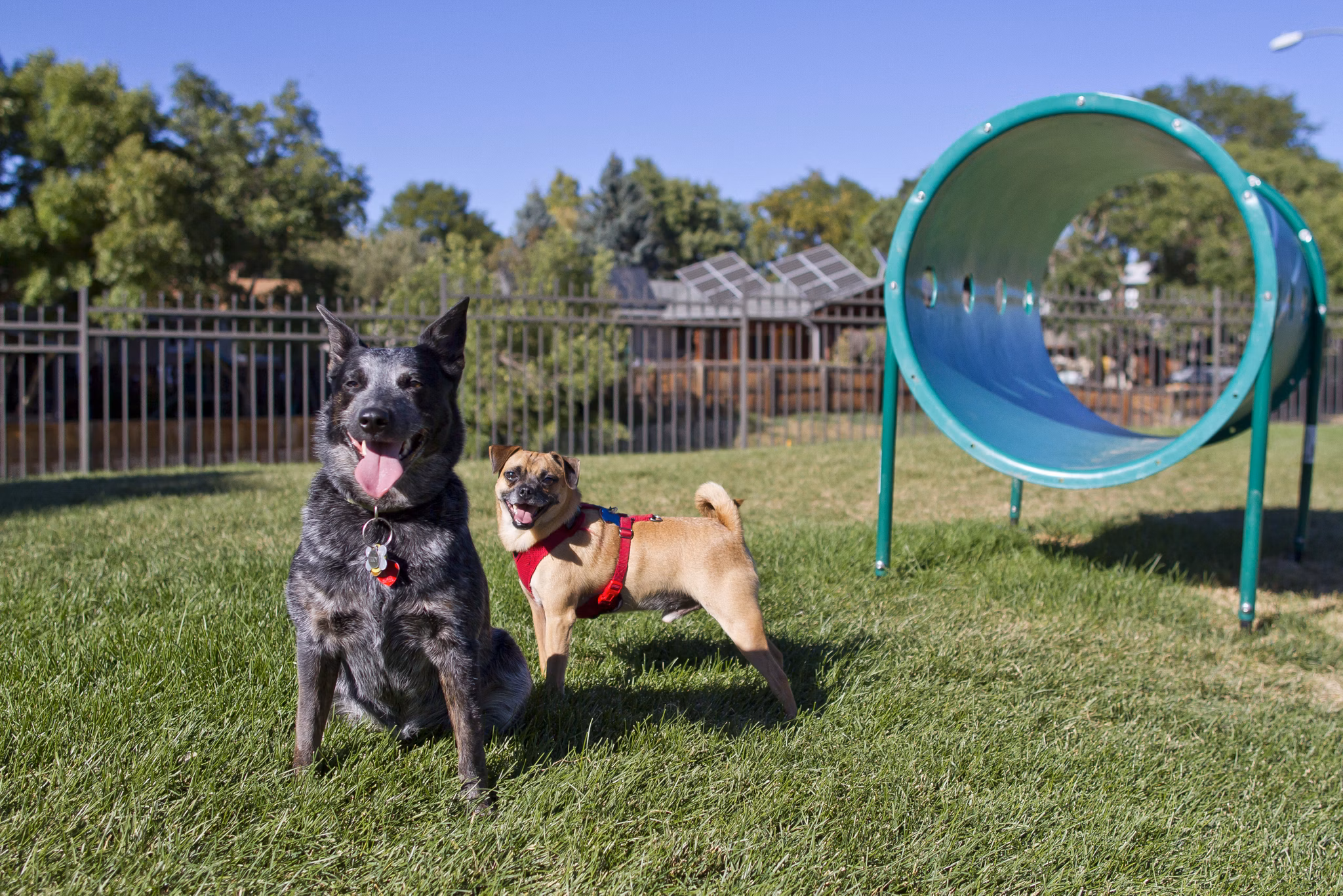 Summit Ridge Apartments: Two dogs play near a green tunnel at a lush park area