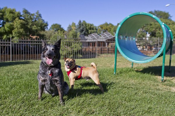 Summit Ridge Apartments: Two dogs play near a green tunnel at a lush park area