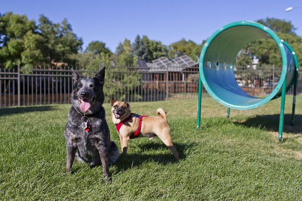 dog park at Summitt Ridge Apartments