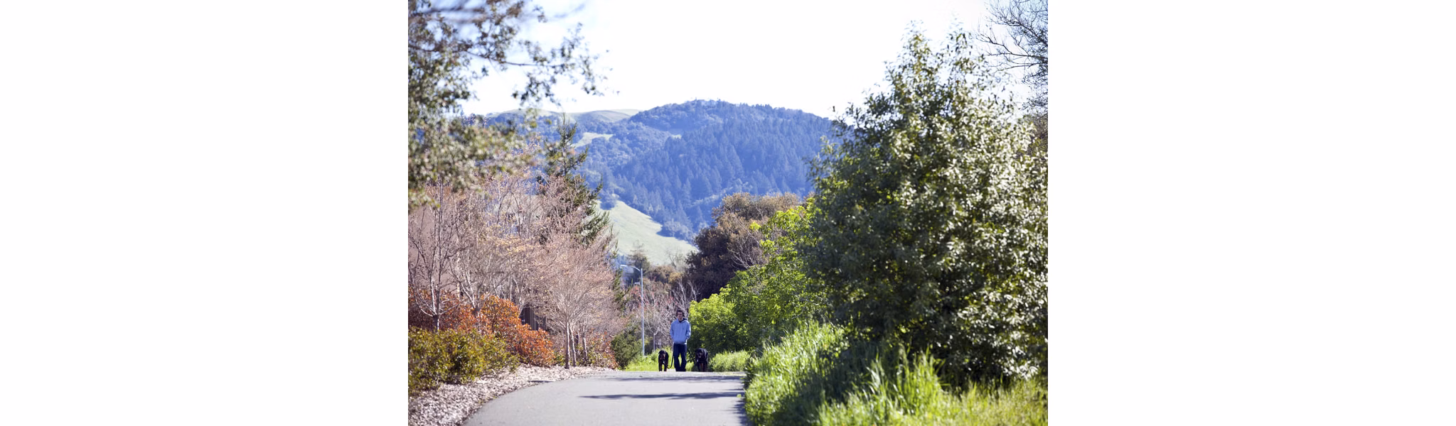 Person walking two dogs on a scenic path with trees and hills near luxury apartments