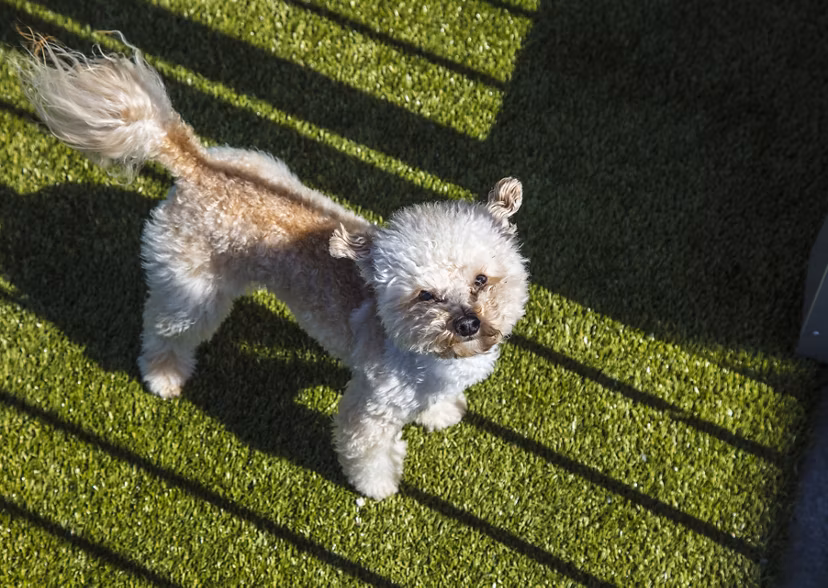 Dog park with agility equipment at Zig Apartments, perfect for pet-friendly living