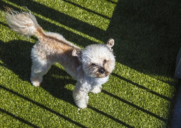 Dog park with agility equipment at Zig Apartments, perfect for pet-friendly living