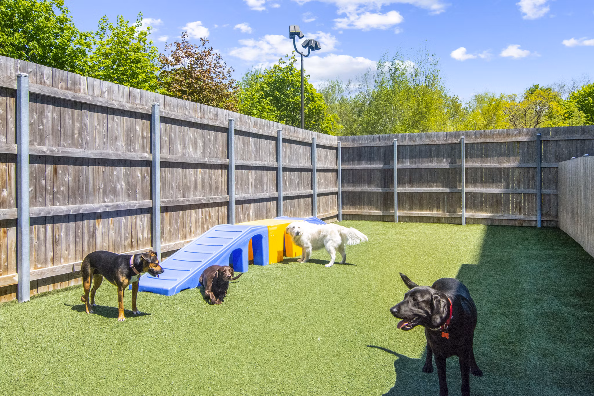 Expansive dog park with agility equipment at One Beachmont Apartments, perfect for pet-friendly luxury living