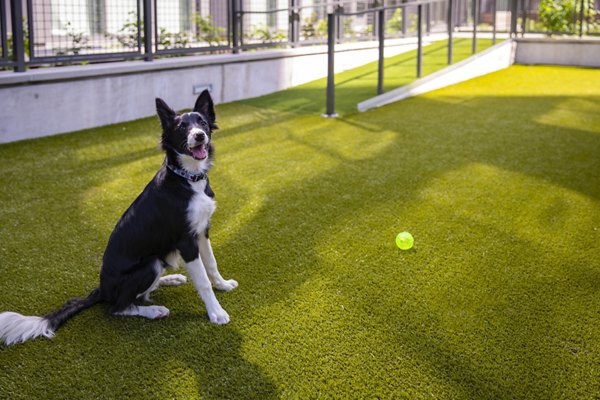 dog park at The Girard Apartments