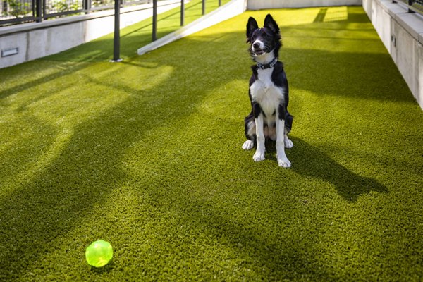 dog park at The Girard Apartments