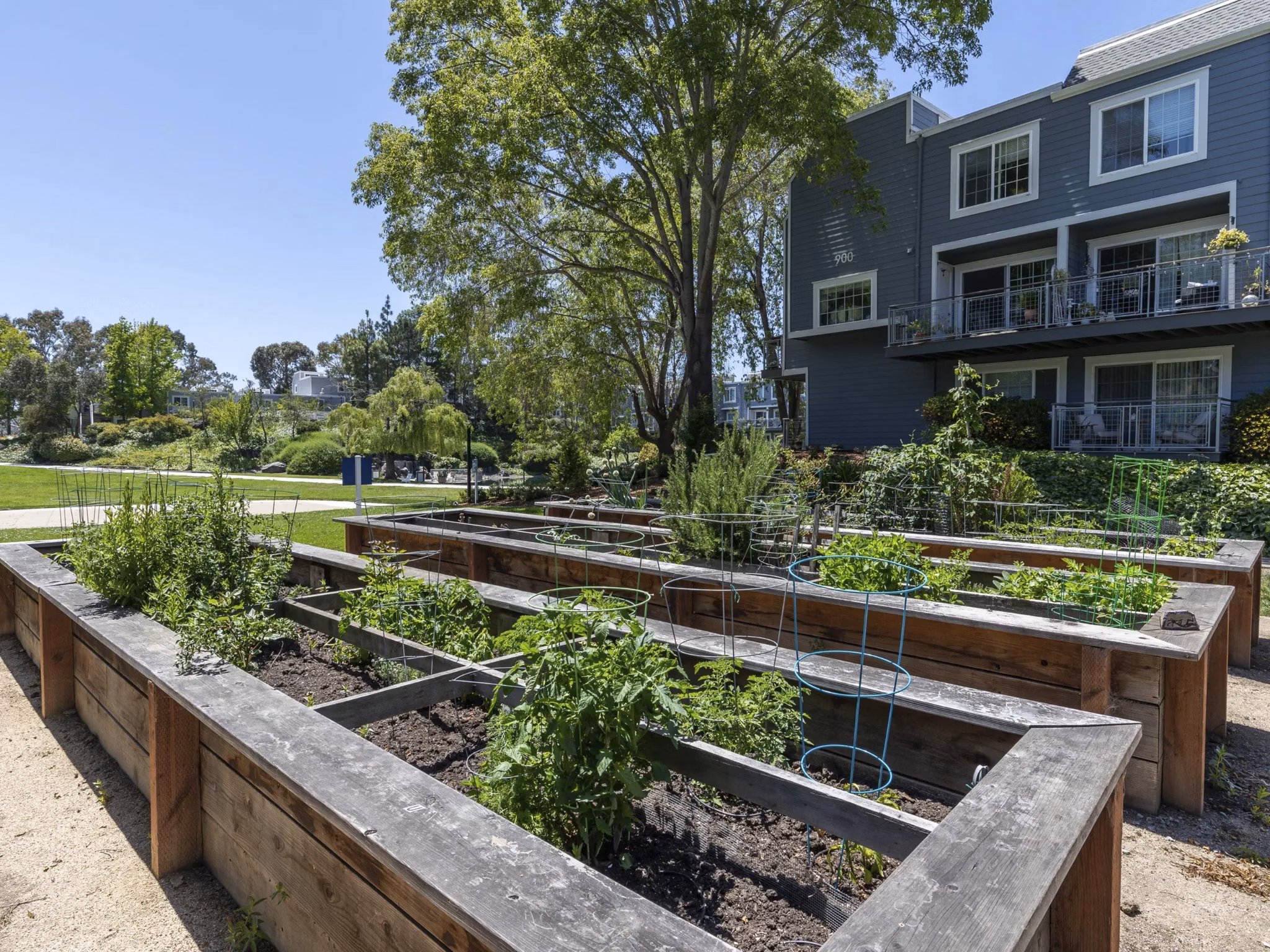 community garden area at Serenity at Larkspur Apartments