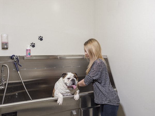 Convenient dog wash station at Village at Aspen Place Apartments, offering pet-friendly amenities for residents