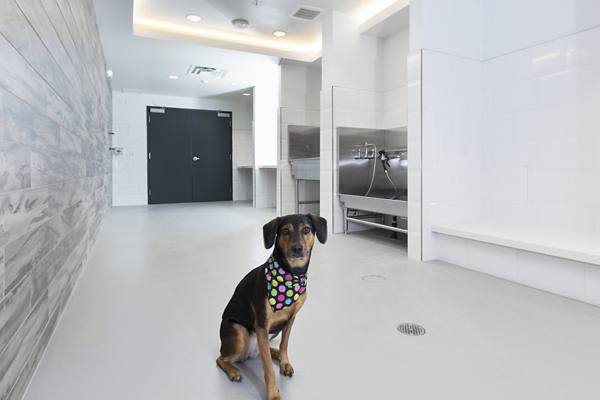dog wash station at Artist Walk Apartments