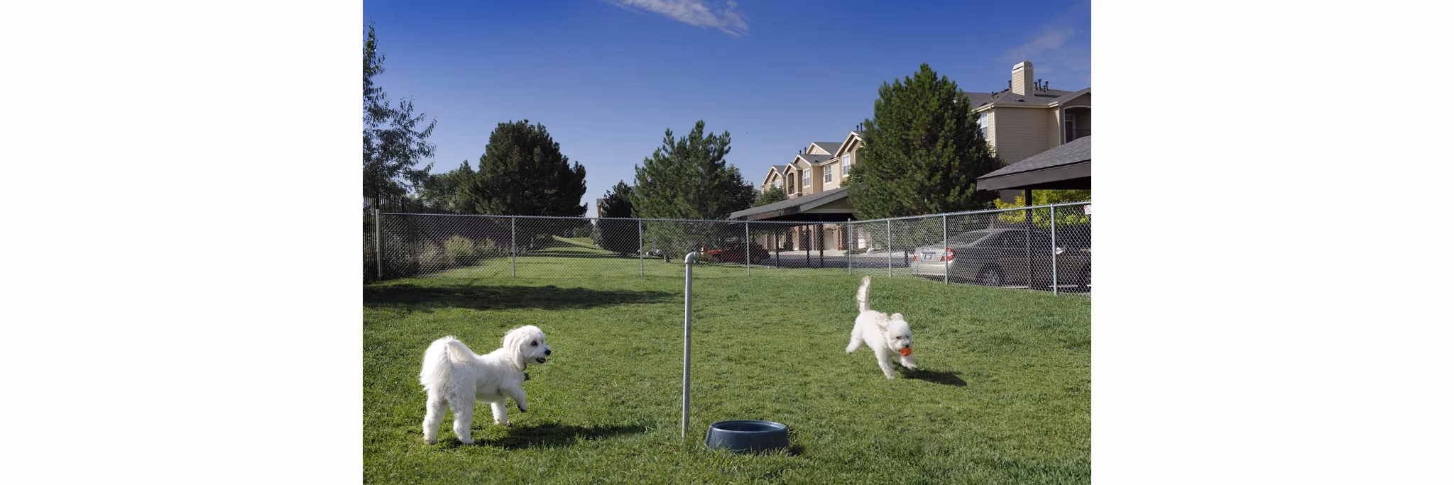 Dog-friendly park with agility equipment at Lowry Park Apartments