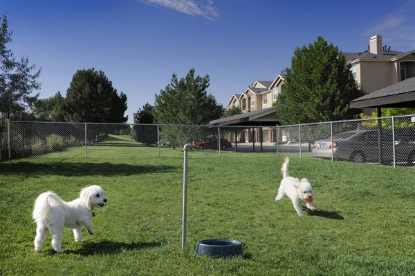 Dog-friendly park with agility equipment at Lowry Park Apartments