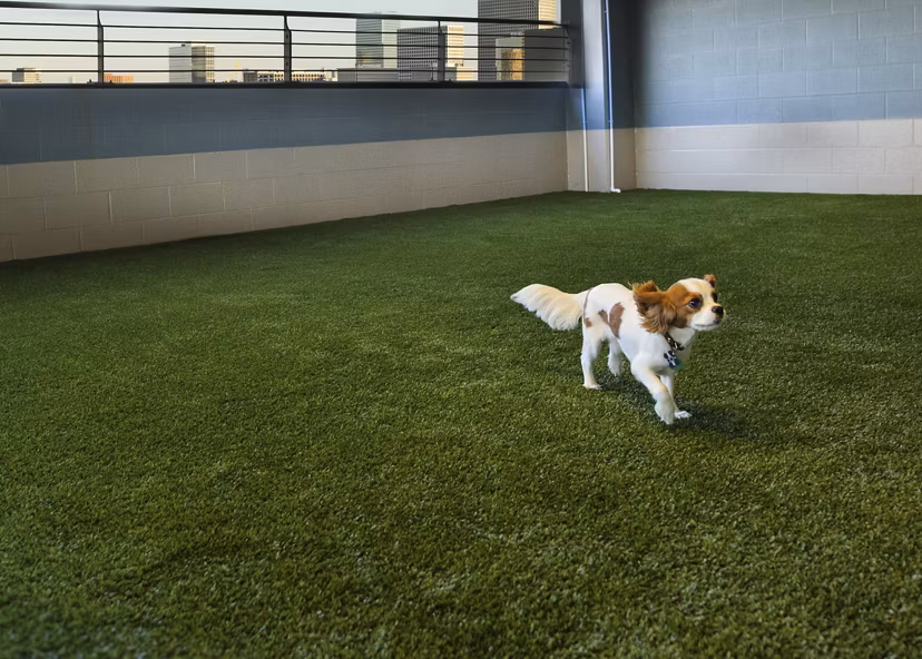Dog-friendly park area at 2929 Weslayan Apartments featuring play equipment and seating for residents and pets