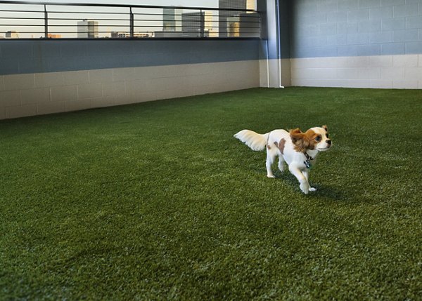 Dog-friendly park area at 2929 Weslayan Apartments featuring play equipment and seating for residents and pets