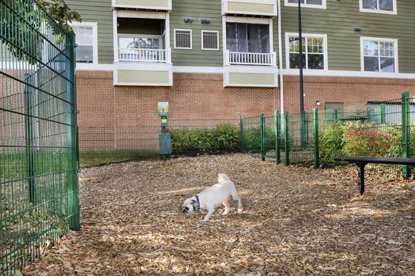 dog park at Arbors on Duke Apartments