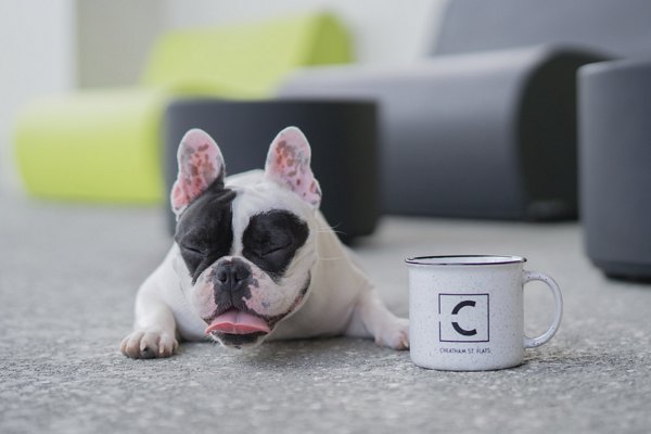 Spacious dog park with agility equipment at Cheatham Street Flats Apartments, perfect for pet-friendly living and community gatherings