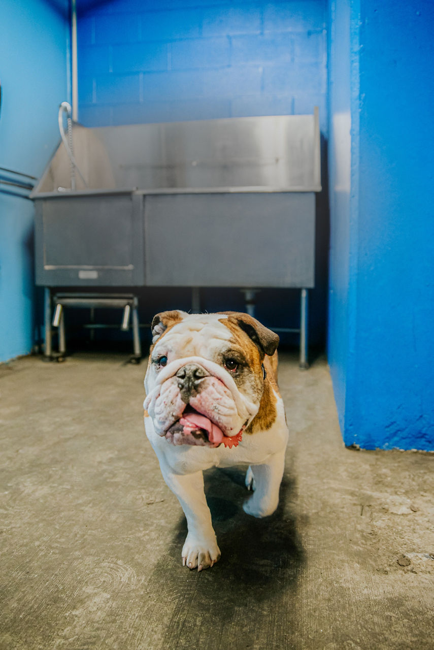 Pet wash at The Stewart