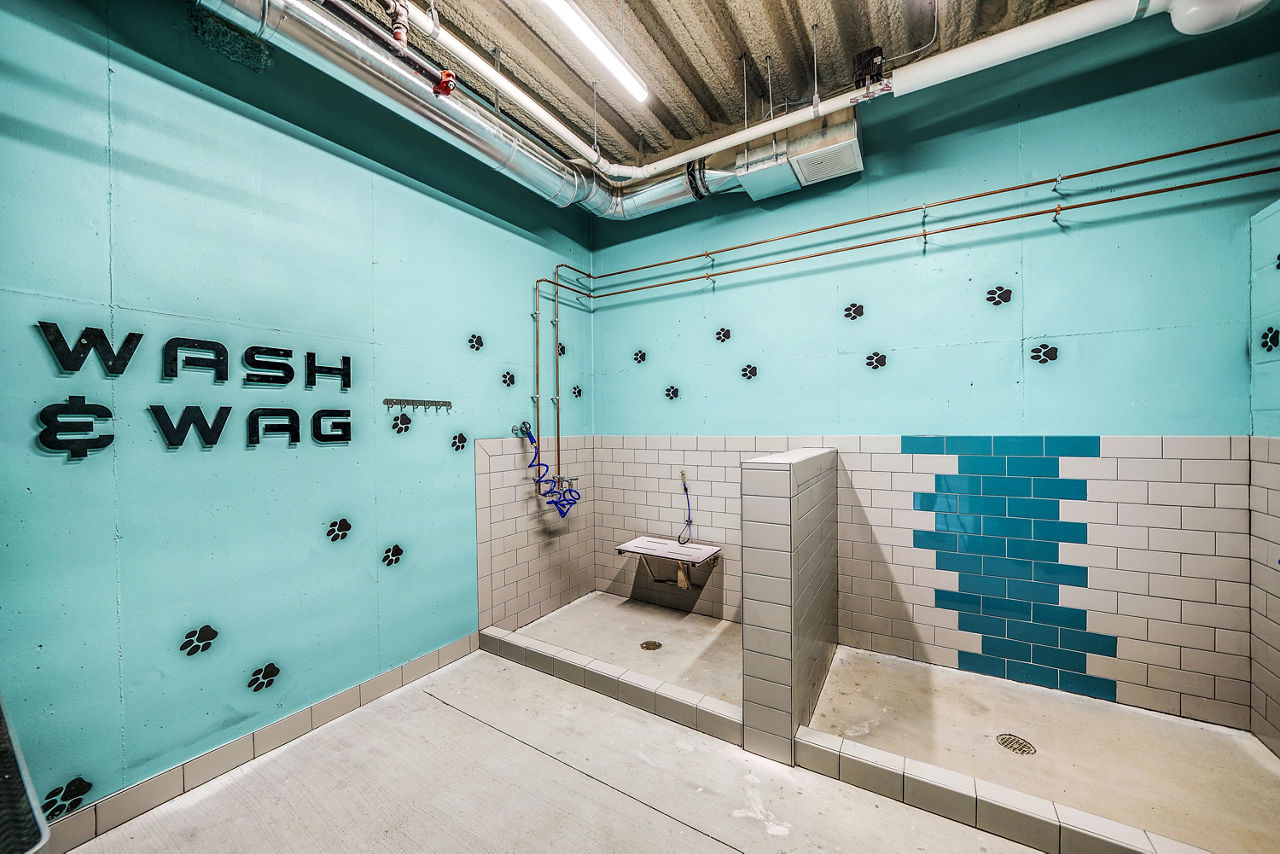 Pet wash at Beckon Collective