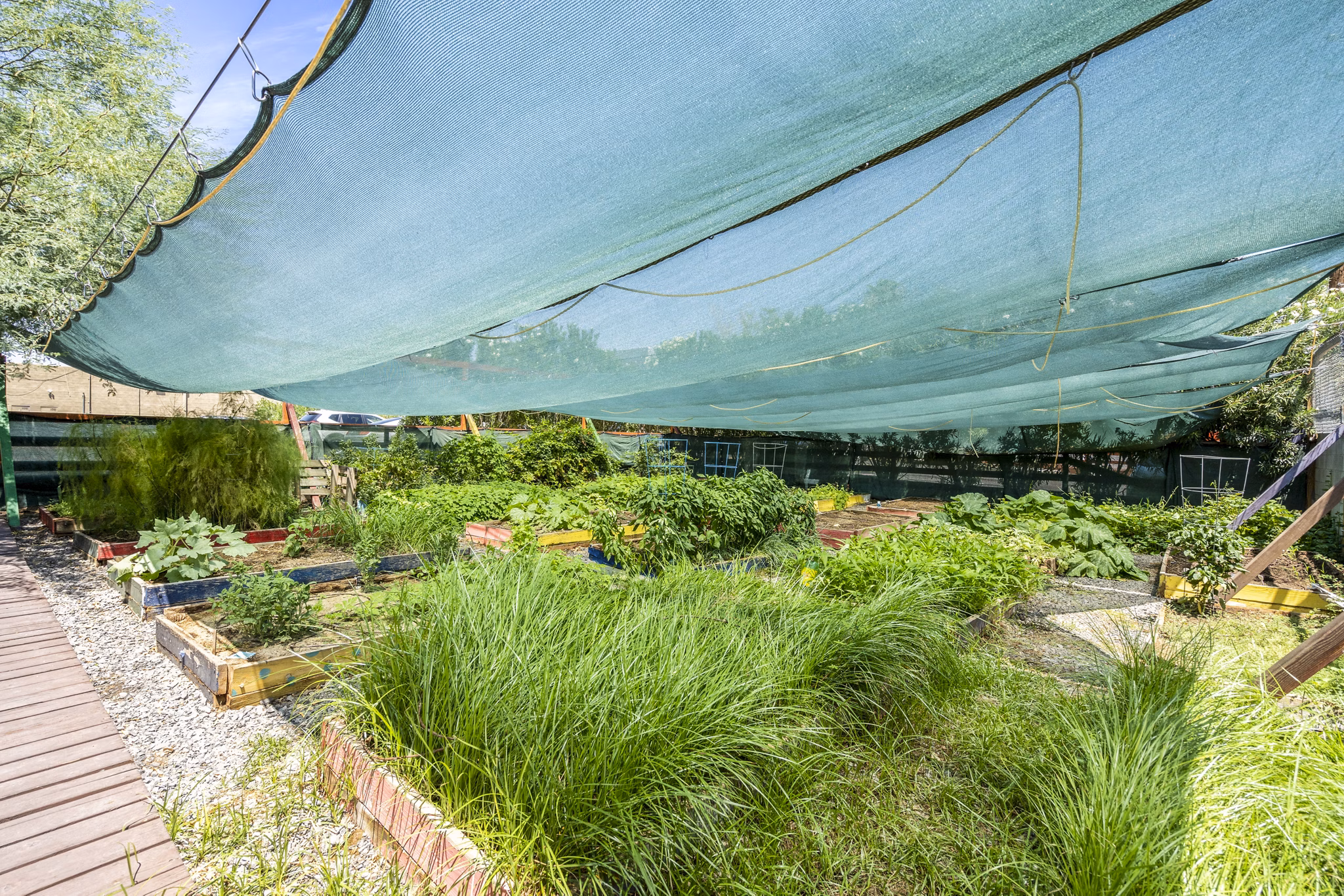 Herb garden at Crosstown Phoenix West Apartments: Lush greenery and diverse herbs in community garden space