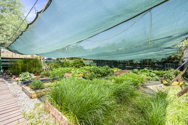 Herb garden at Crosstown Phoenix West Apartments: Lush greenery and diverse herbs in community garden space