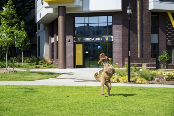 Dog-friendly park area at The Winston Apartments featuring green spaces and agility equipment for residents and their pets