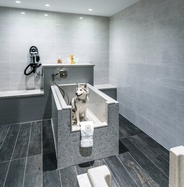 Convenient dog wash station at Stanza Little Italy Apartments, perfect for pet-friendly luxury living in vibrant community