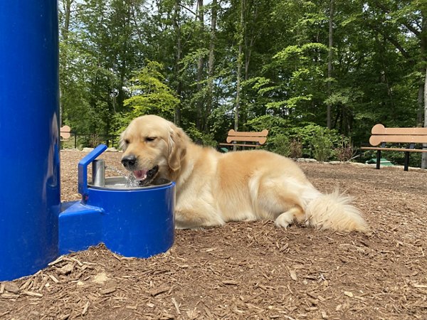 dog park at The Current at Watershed Apartments