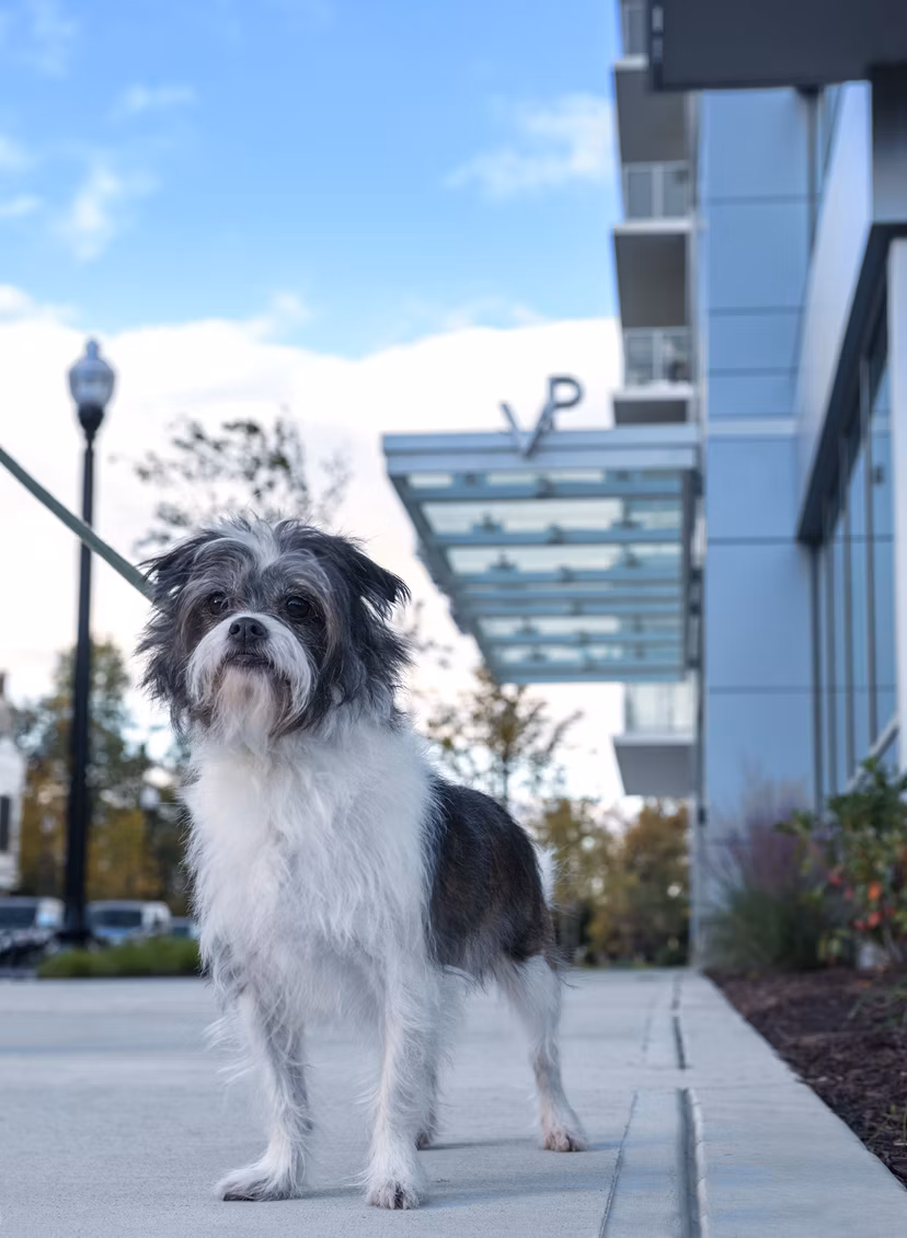 Dog-friendly park with agility equipment at Verde Pointe apartments