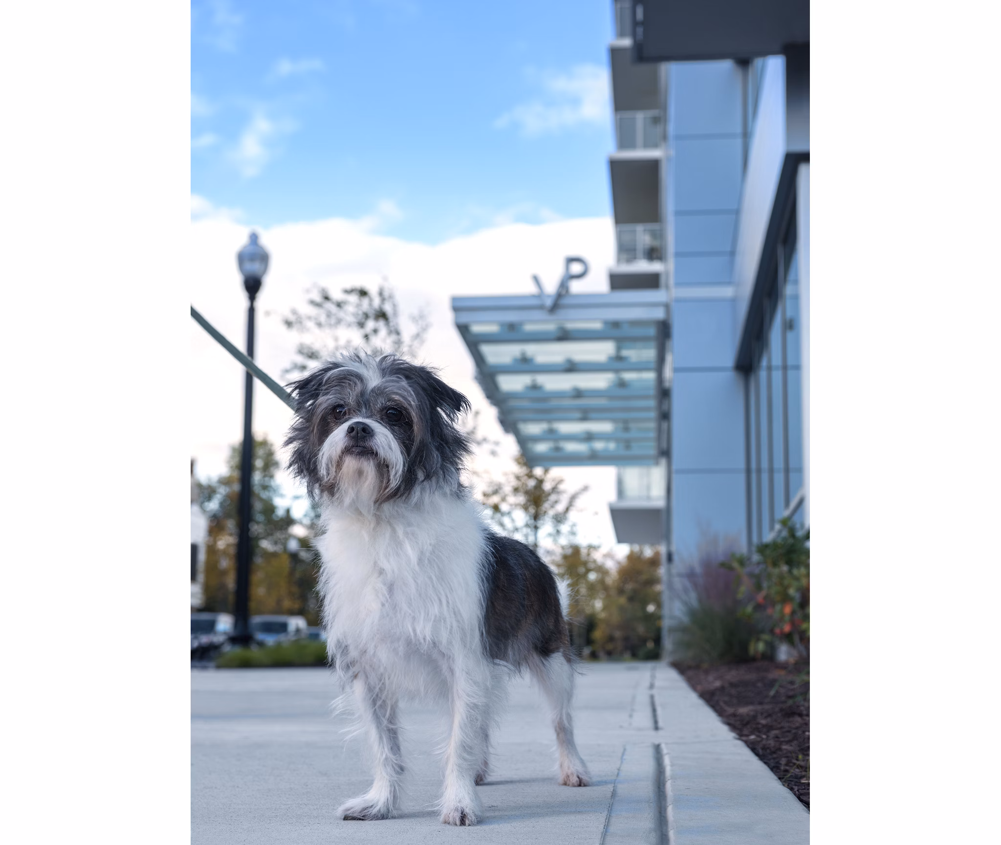 Dog-friendly park with agility equipment at Verde Pointe apartments