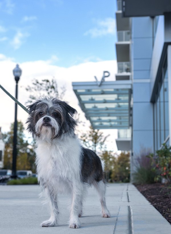 Dog-friendly park with agility equipment at Verde Pointe apartments