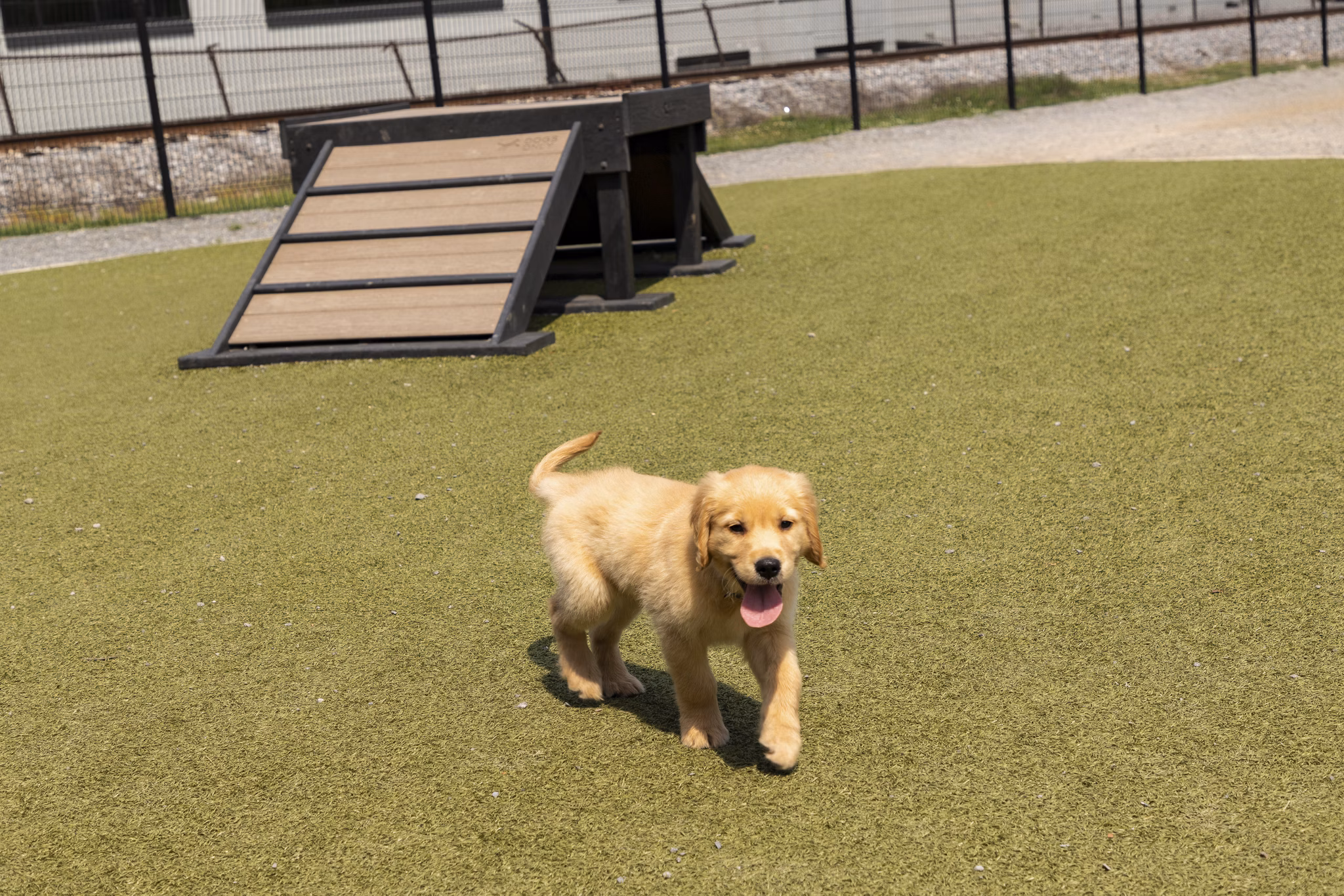 Puppy exploring lush green grass near an agility ramp at luxury apartments