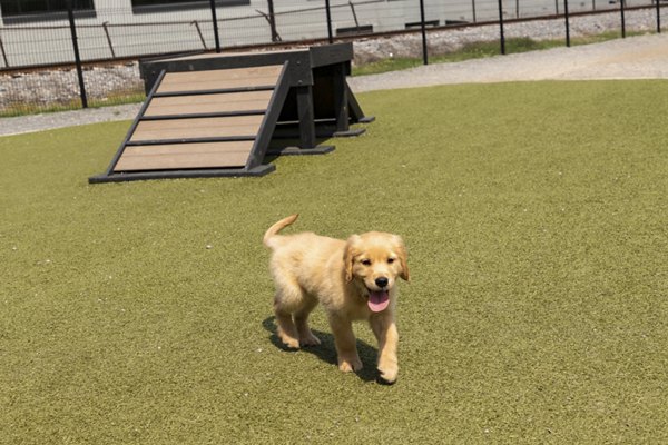 Puppy exploring lush green grass near an agility ramp at luxury apartments