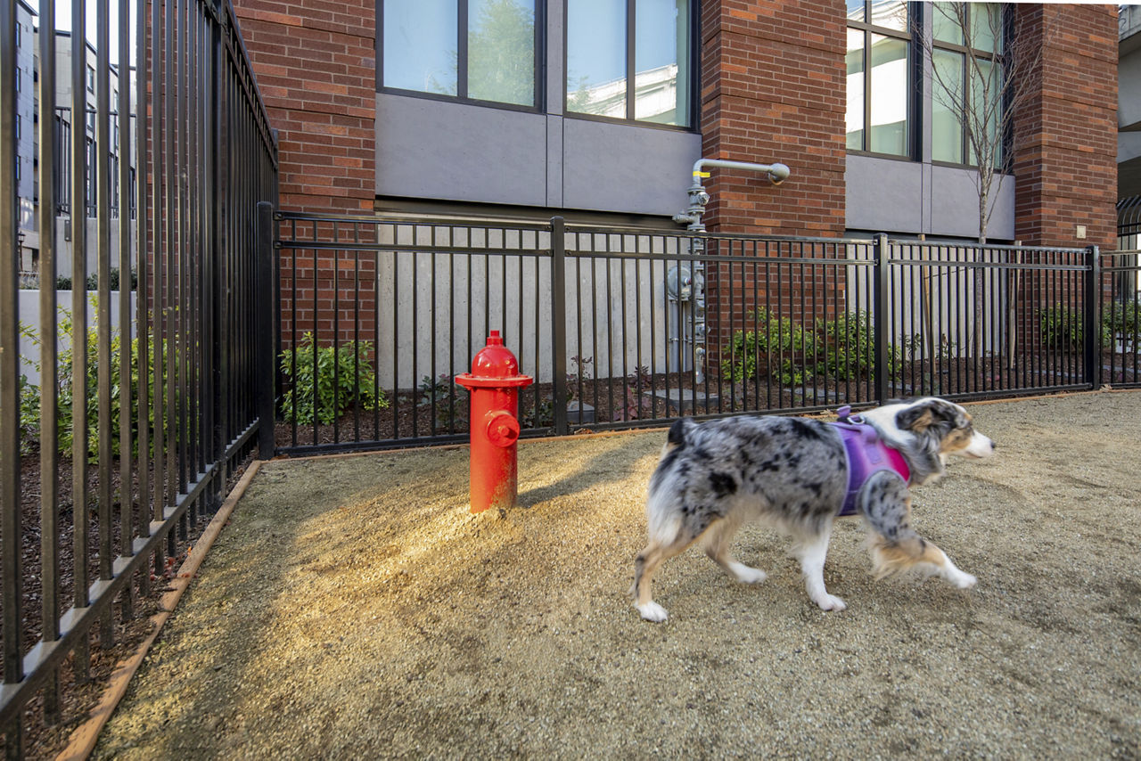 Dog park at Millhouse