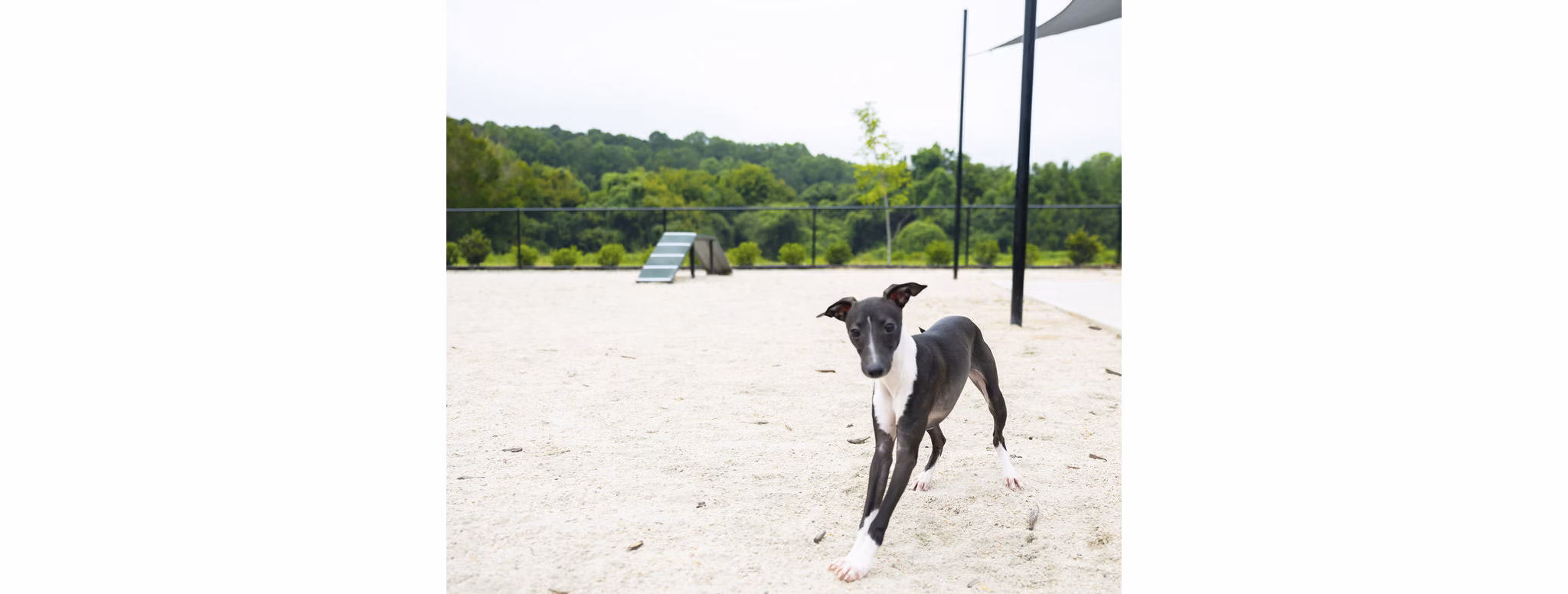 dog park at Allora Southview Apartments