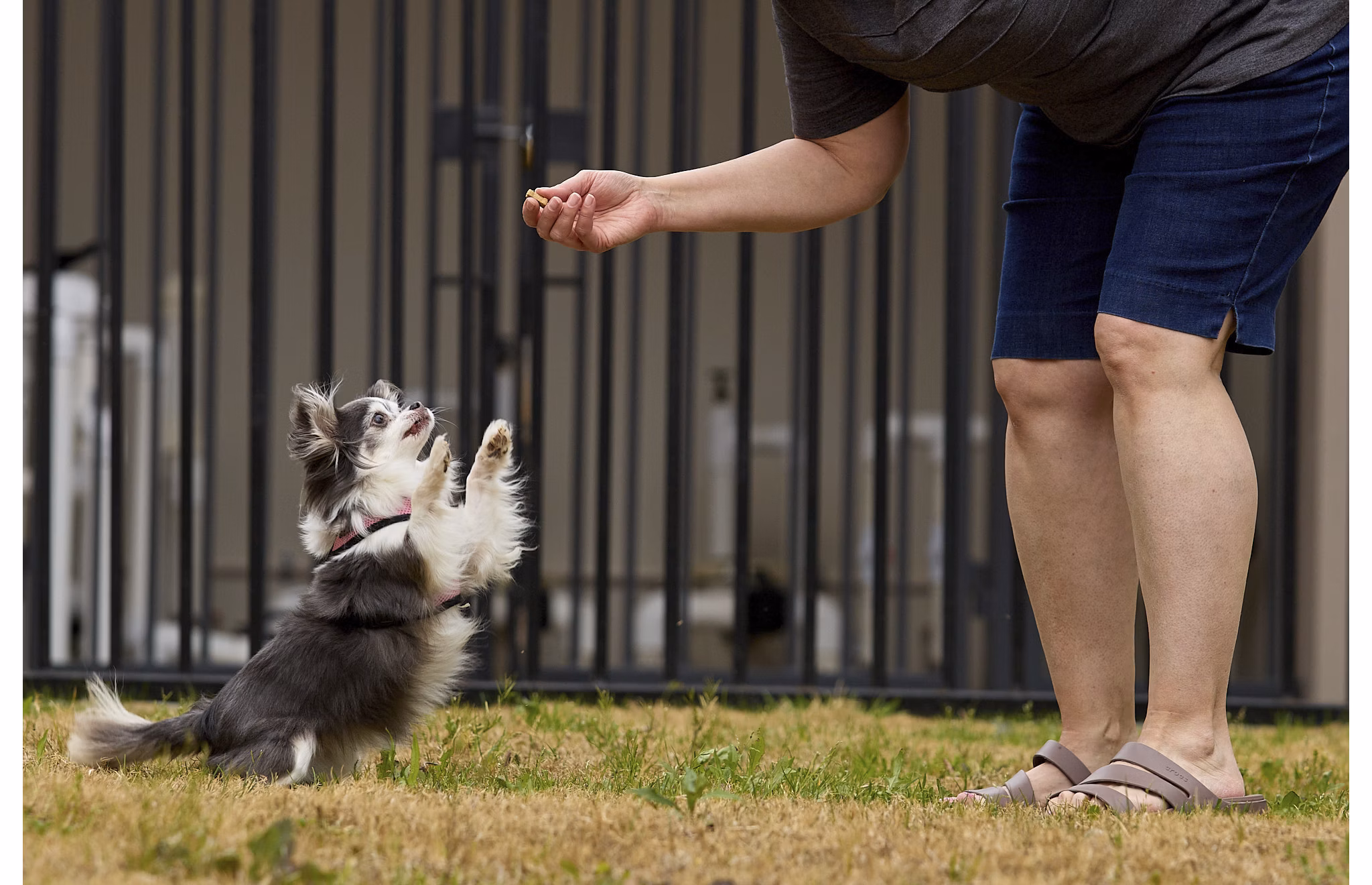 dog park at Casella Apartments