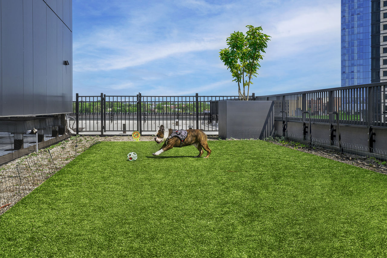 Dog park at 25 Maple