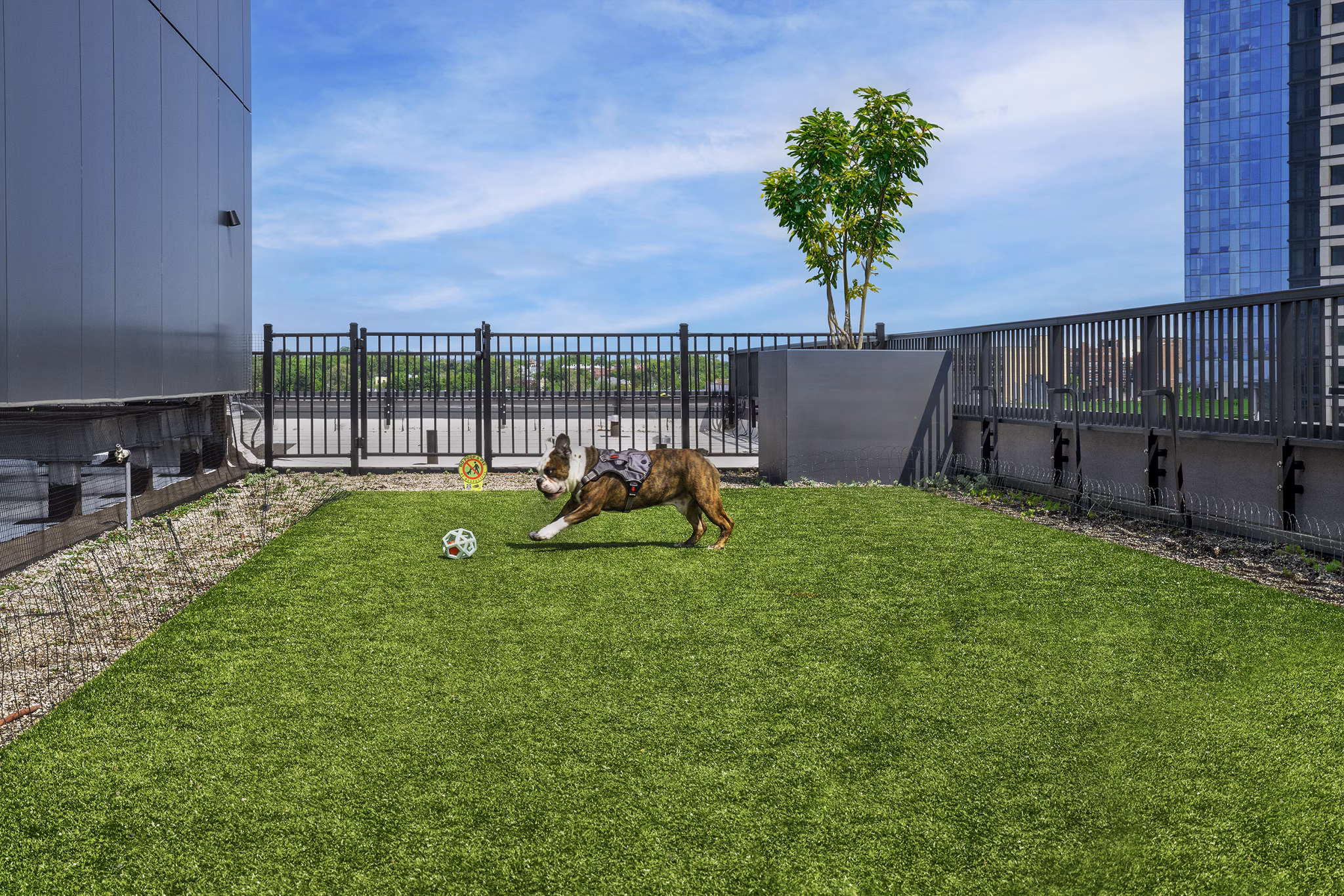 dog park at 25 Maple Apartments