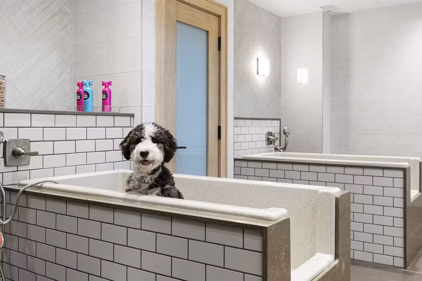 dog wash station at The Overlook at Walnut Creek Apartments