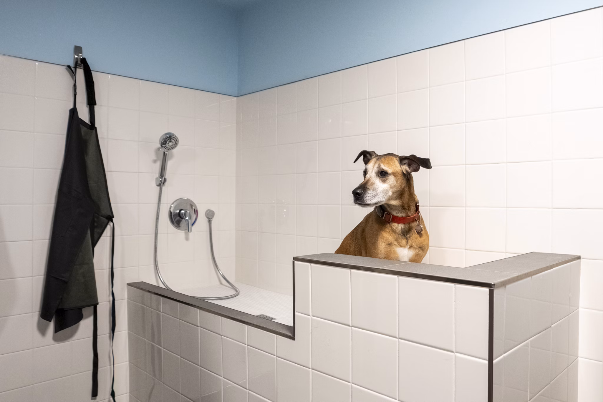 Dog Wash Station at The Line Apartments
