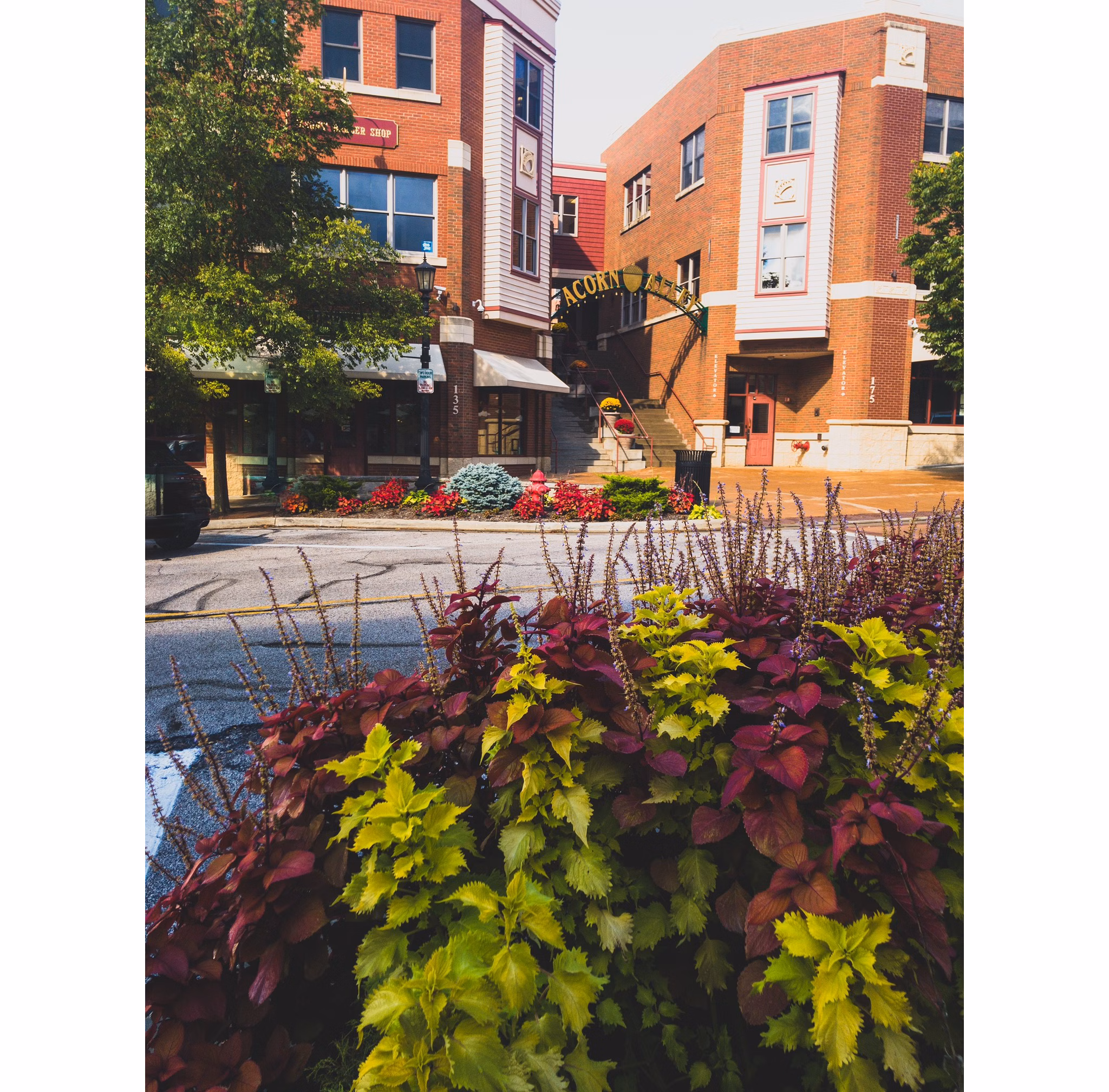 Street scene with charming brick buildings and vibrant plants near the Acorn sign