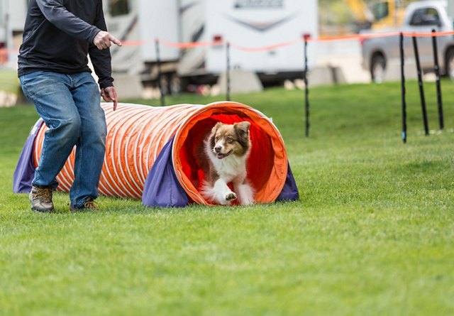 A border collie emerges from an orange agility tunnel on the grass, with a person guiding it during an agility training session.