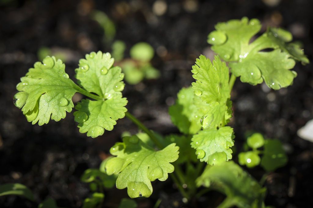 Cilantro grown at an apartment