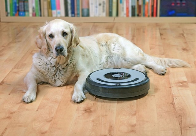 A golden retriever lying next to a robotic vacuum cleaner on a hardwood floor, with bookshelves in the background.