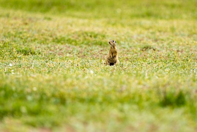 Ground Hogs Days