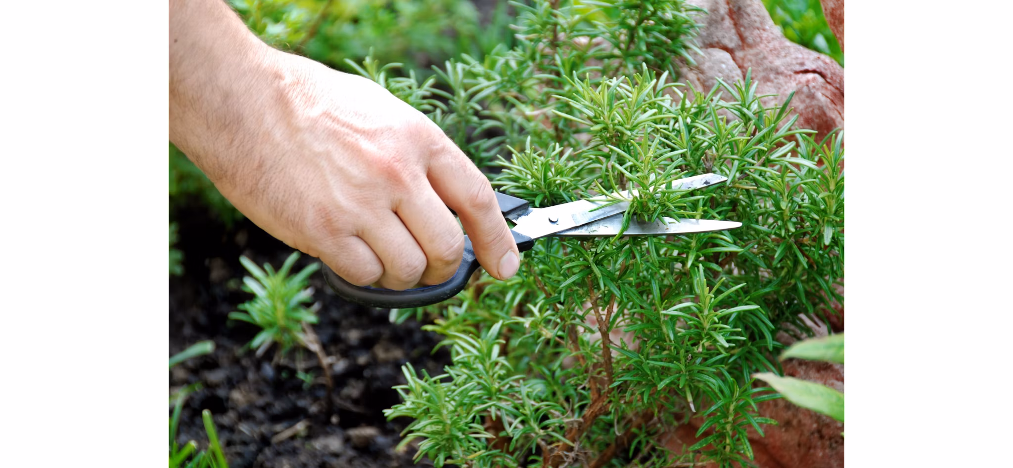Close-up of a hand pruning fresh rosemary with gardening shears.