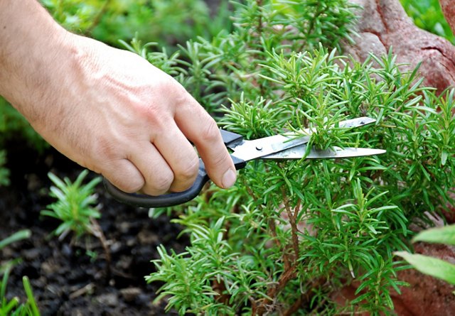 Close-up of a hand pruning fresh rosemary with gardening shears.