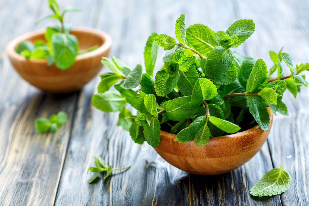 Mint grown at an apartment